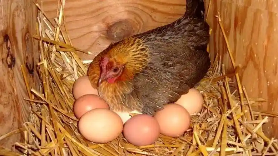 为什么感觉母鸡不用受精,却能天天下蛋?