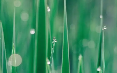 绿色护眼微距摄影高清图片桌面壁纸