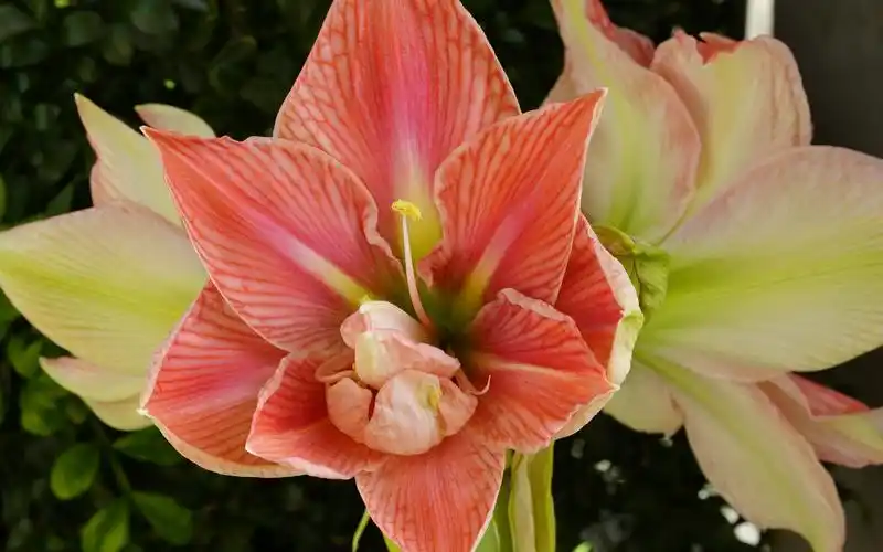 重瓣朱顶红开花瞬间