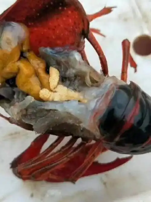 8月20号小龙虾头部有黄色虾卵需要多久能孵化出来小虾苗?