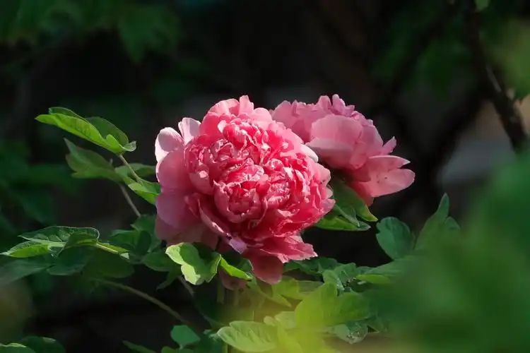 国色天香,牡丹诗韵 - 美篇