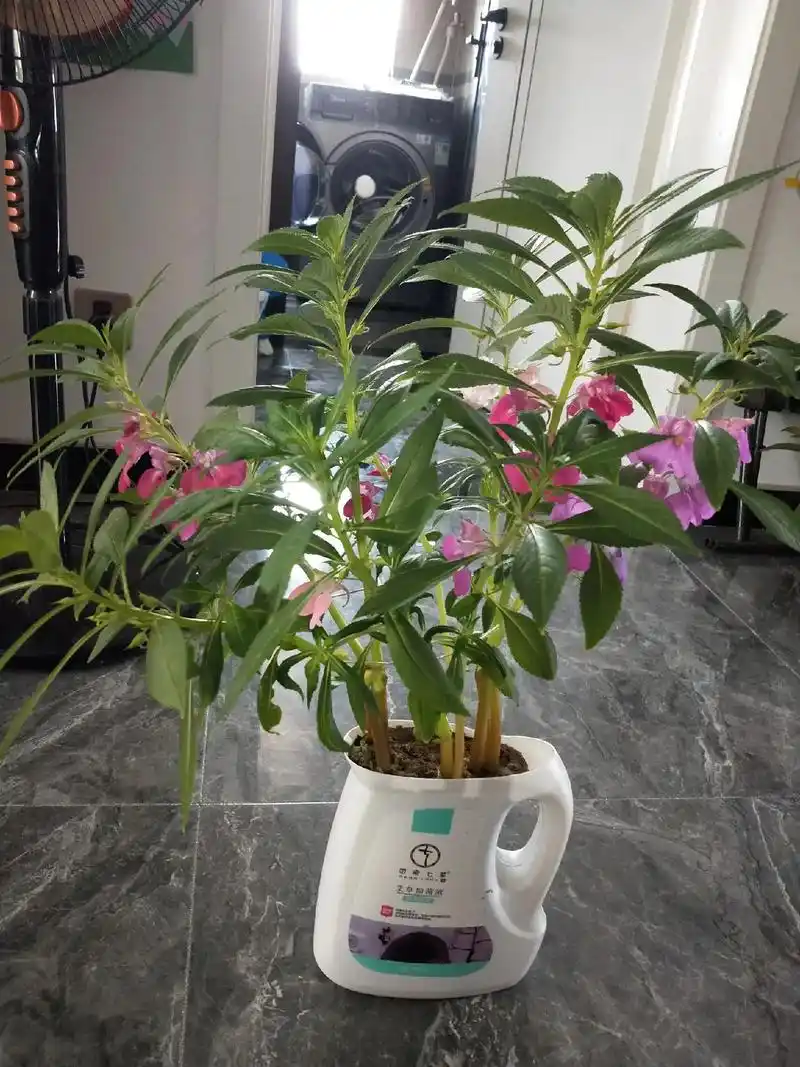 凤仙花的生长过程1泡种子8小时