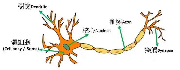 神经细胞主要由细胞核,树突,轴突,突触组成,突触连接到下一个神经细胞