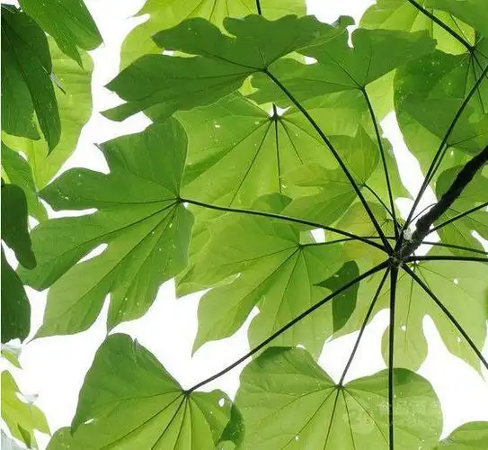 梧桐叶提取物厂家 梧桐叶提取物厂家