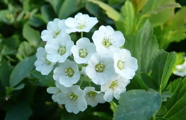 山路边上的小白花是什么花