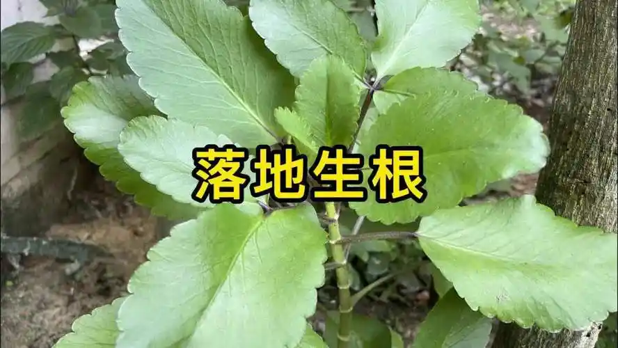 一种农村叫做打不死的山草植物你们认识吗