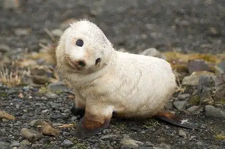 antarctic fur seal – baby fur seal, south georgia  13.