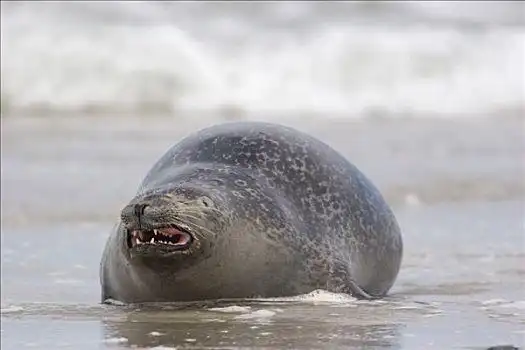 常见海豹,叫