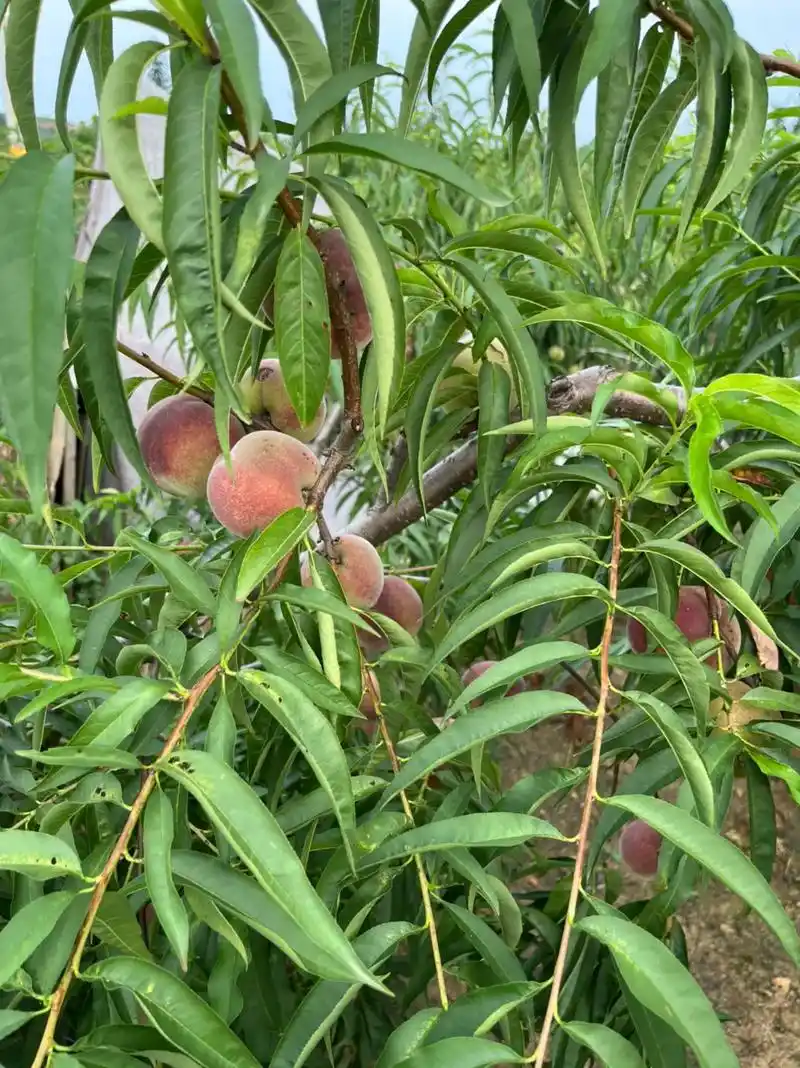 这是自己家种的青州蜜,也叫大叶子蜜,这个桃特别甜,八月十五左 - 抖音