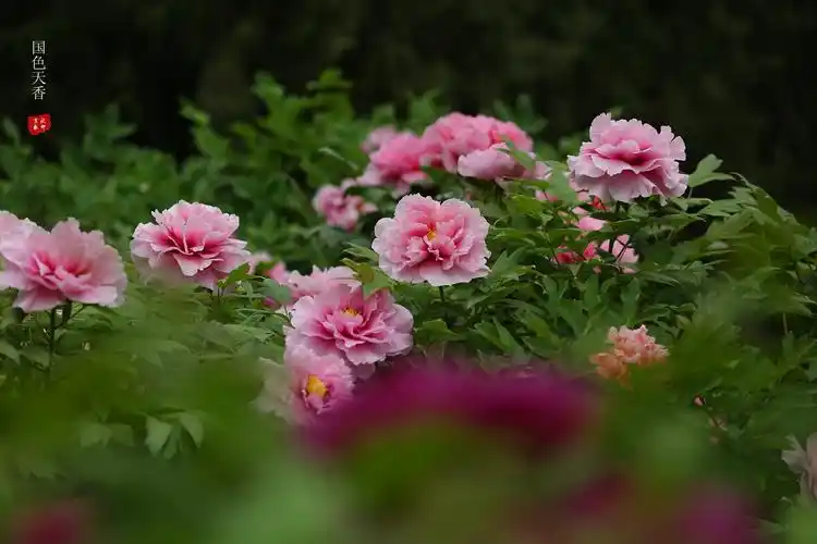 国色天香