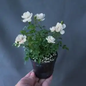 雪姬 超微月季 迷你盆栽 浓香型月季