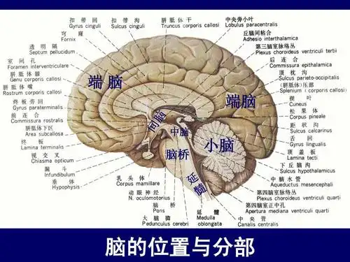 人体断层解剖学,头部断层解剖1ppt