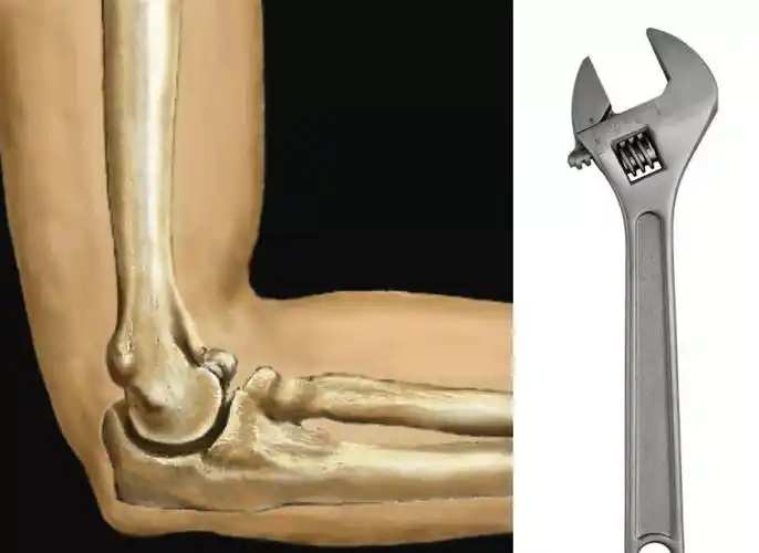 原创成龙是双骨李小龙是单骨事实上人体骨骼数是相同的无知真可怕