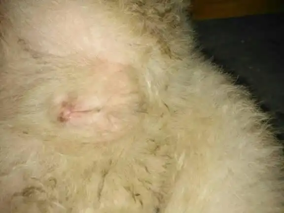 [image]20 我想问下.狗的桃子是这样的.发情期过了吗?