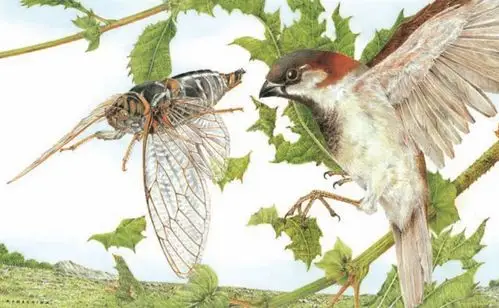 蝉我叫了一夏天你还是不了解我