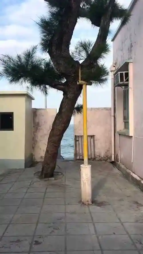 喜剧之王的歪脖子树时隔多年这里的风景还是这么美