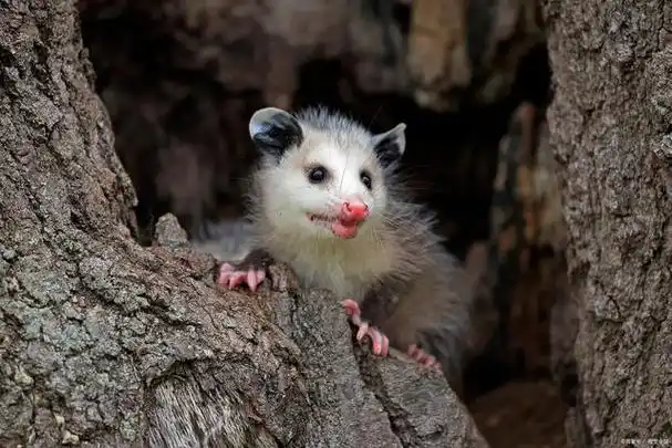 关于负鼠那些你知道或者不知道的冷知识