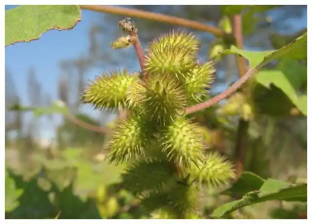 农村这果实长满了刺,狗见了都绕道走,没想到价值珍贵,你家有吗