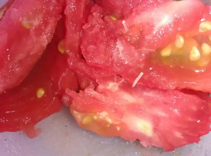 我刚买的番茄外面好好的,里面却有很多虫子,怎么回事?求解