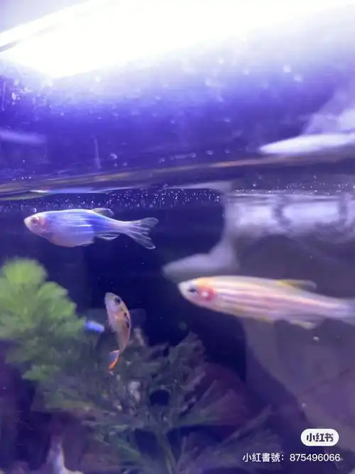 第一次养鱼斑马鱼肚子超大腹水还是怀孕