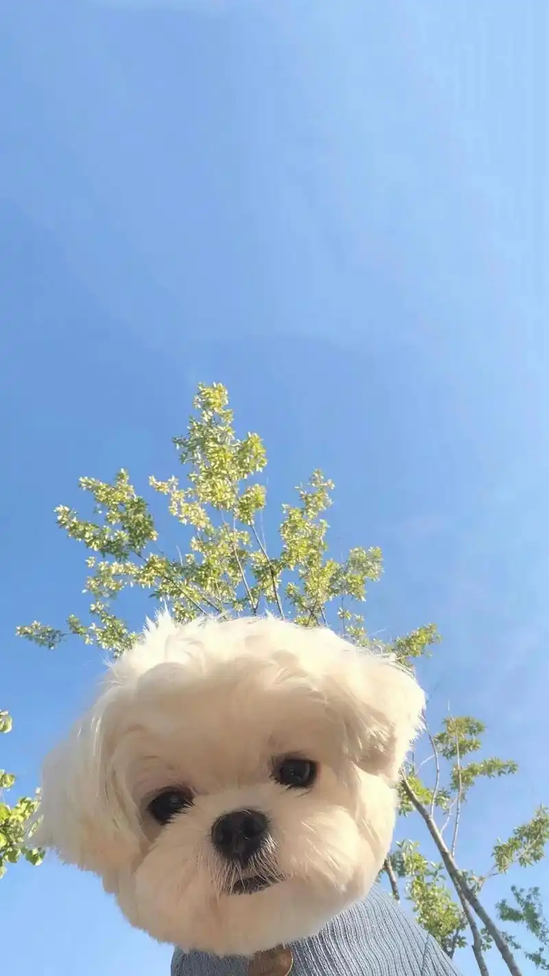 来波超可爱的汪星人壁纸吧#壁纸手机超清全面屏 #萌宠出道计划 - 抖音