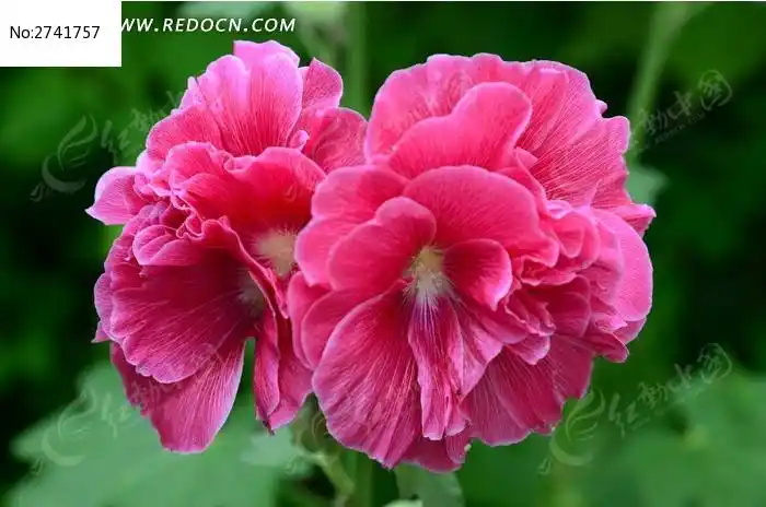 红动网提供花卉花草精品原创素材下载,您当前访问作品主题是木芙蓉花