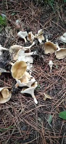 松树林的这种菇是什么菌?