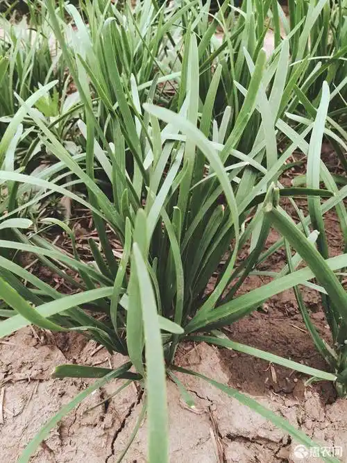 大叶韭菜