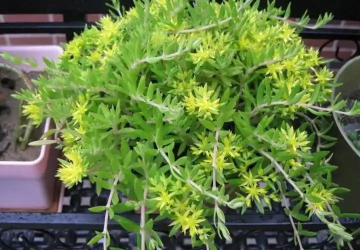 这草是天然"护肝草",肝不好常用它泡水喝,防肝硬化护肝脏!