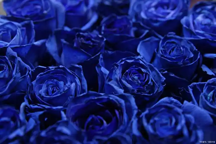 99朵蓝色妖姬的花语