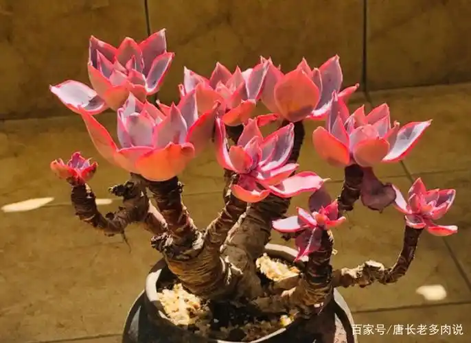 这样做成的花架,别说放多肉没事,就是昨晚的6级地震也能够扛住