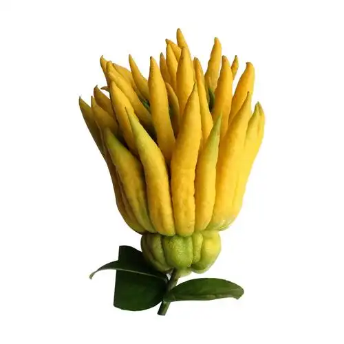 佛手大果金华佛手精选大佛手果鲜果佛手柑观赏果闻香佛手果