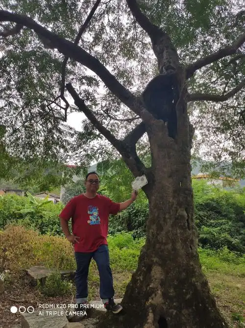 三百年树龄的黄檀树.