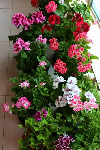 大花天竺葵