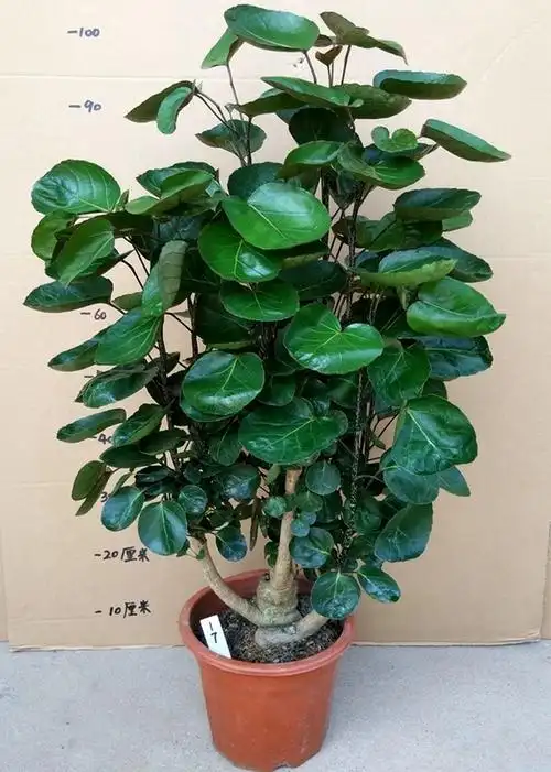 金钱兜怎么换盆我会给你一个漂亮的视野, 我会得到额外的钱 客厅的