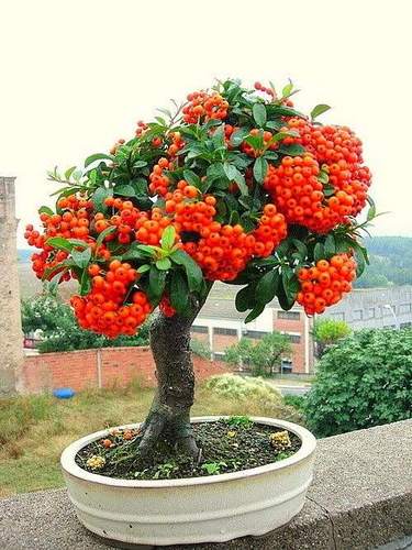 00淘宝新品优惠券10元火棘树桩盆景老桩素材生桩阳台庭院观果植物红果