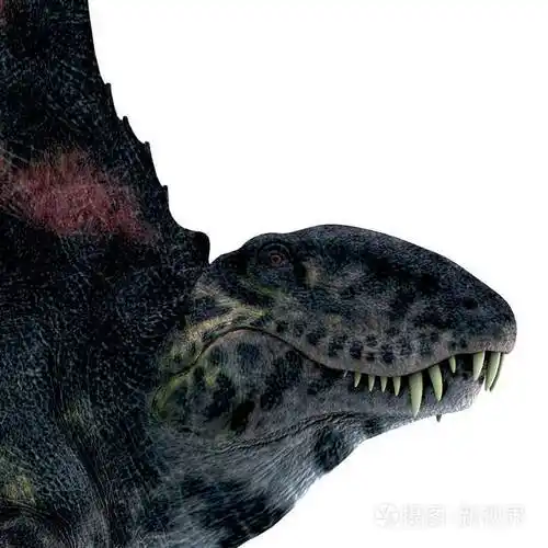 异齿龙是在二叠纪期间生活在北美洲和欧洲的一种背帆食肉恐龙.