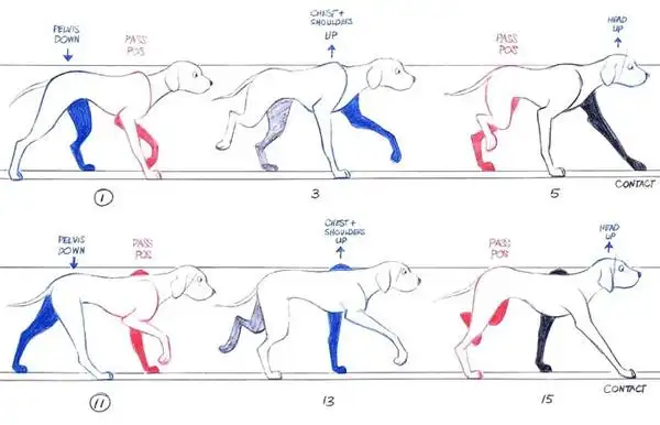 > 返回相册第1张 / 共14张 上一张         /          下一张 狗行走