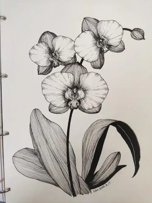 线描蝴蝶兰步骤