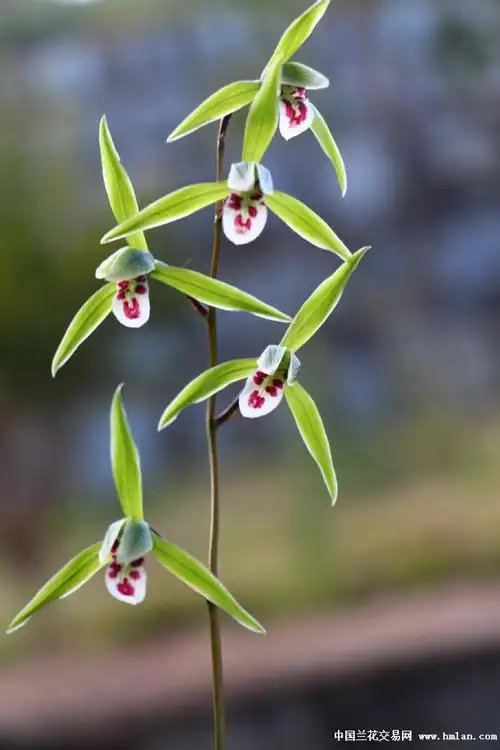 细叶寒兰c118翠绿花红舌斑2苗2花立叶品种