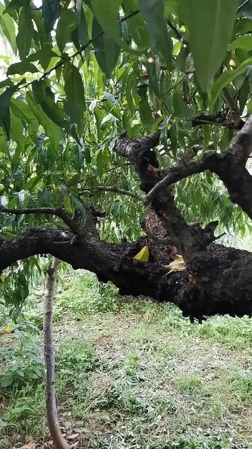 看看二十多年的老桃树!