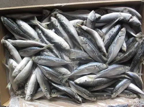 韩国市场冷冻马鲭鱼的海鱼