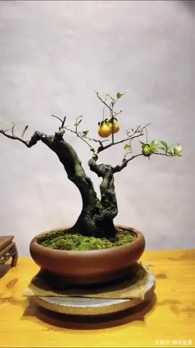 秀美多姿的极品金弹子盆景欣赏婀娜多姿