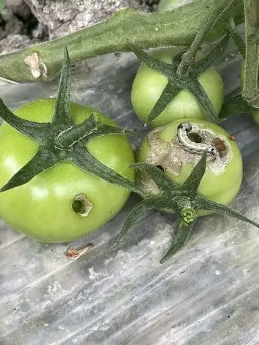 老师您好我这西红柿被虫吃了喷了杀虫剂没有效果有
