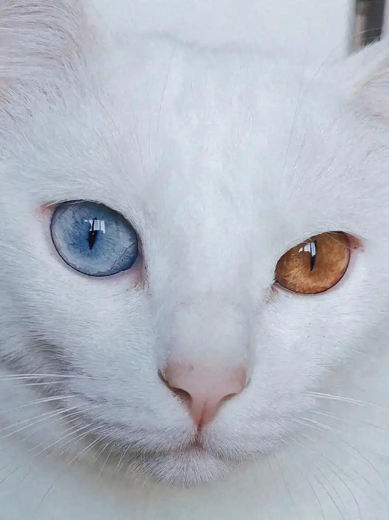 鸳鸯眼白猫总有一种精致冷艳的利己主义气质 是错觉吗 #记录猫 - 抖音