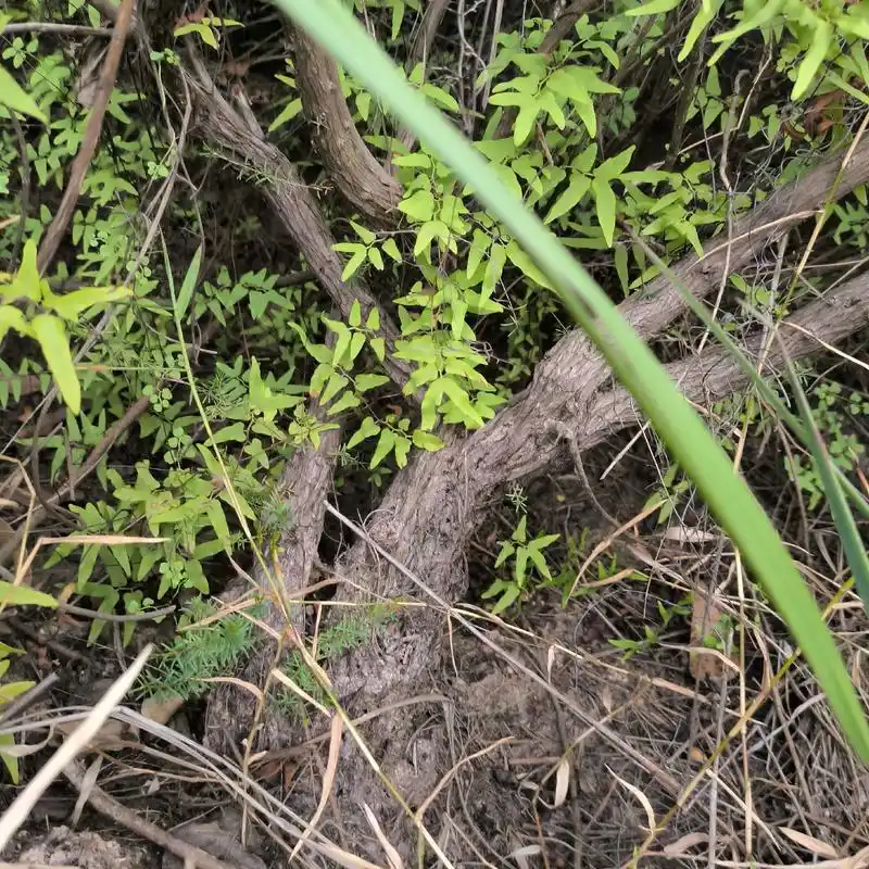 盆景素材 #岗松 - 抖音