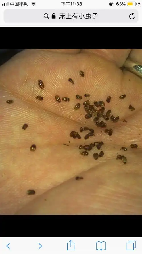 床上好像有这些小虫,这是什么虫?怎么处理