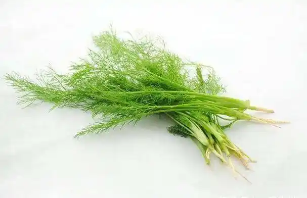 吃茴香有什么好处和坏处_吃茴香有什么好处-doge币中国