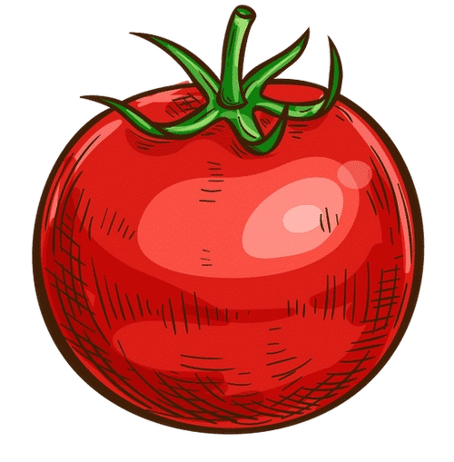 tomato sketch - 素材 - canva可画