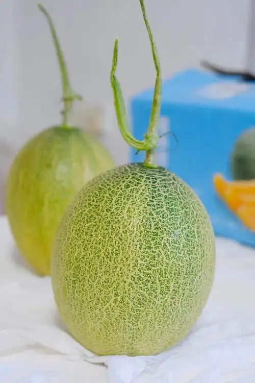 正宗新疆鄯善老品种·哈密瓜,沁甜冰爽,独特蜜瓜味,吃一次想一年!